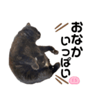 ねこのくまちゃんスタンプ（個別スタンプ：14）