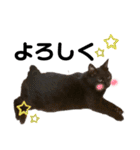 ねこのくまちゃんスタンプ（個別スタンプ：15）