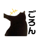 ねこのくまちゃんスタンプ（個別スタンプ：23）
