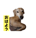 ☆レオンくんスタンプ☆（個別スタンプ：1）