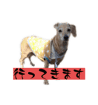 ☆レオンくんスタンプ☆（個別スタンプ：3）