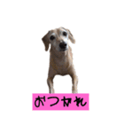 ☆レオンくんスタンプ☆（個別スタンプ：11）