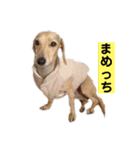 ☆レオンくんスタンプ☆（個別スタンプ：23）