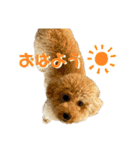PoPoスタンプ（ビションプー）（個別スタンプ：1）