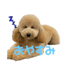 PoPoスタンプ（ビションプー）（個別スタンプ：2）
