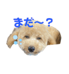 PoPoスタンプ（ビションプー）（個別スタンプ：14）