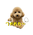 PoPoスタンプ（ビションプー）（個別スタンプ：16）