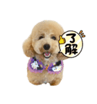 PoPoスタンプ（ビションプー）（個別スタンプ：19）