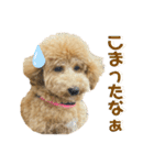 PoPoスタンプ（ビションプー）（個別スタンプ：24）