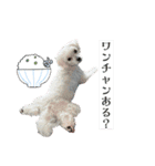 ハル＆モチャ-5（個別スタンプ：15）