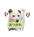 癒し犬シロちゃんの写真スタンプ2（個別スタンプ：1）