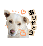 癒し犬シロちゃんの写真スタンプ2（個別スタンプ：6）