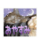 Johnny ＆ Chocola ＆ かりん ⑩（個別スタンプ：2）