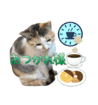 Johnny ＆ Chocola ＆ かりん ⑩（個別スタンプ：5）