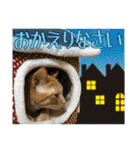 Johnny ＆ Chocola ＆ かりん ⑩（個別スタンプ：11）