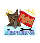 Johnny ＆ Chocola ＆ かりん ⑩（個別スタンプ：16）