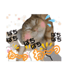 Johnny ＆ Chocola ＆ かりん ⑩（個別スタンプ：29）