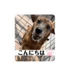 愛犬ことらの使えるスタンプ(6)（個別スタンプ：15）