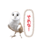メンフクロウ卯月さん（日常）（個別スタンプ：5）