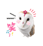 メンフクロウ卯月さん（日常）（個別スタンプ：8）