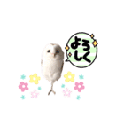 メンフクロウ卯月さん（日常）（個別スタンプ：10）