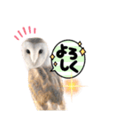 メンフクロウ卯月さん（日常）（個別スタンプ：11）