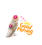 メンフクロウ卯月さん（日常）（個別スタンプ：13）