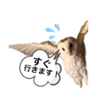 メンフクロウ卯月さん（日常）（個別スタンプ：22）