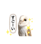 メンフクロウ卯月さん（日常）（個別スタンプ：24）