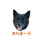 みかんの挨拶（個別スタンプ：2）