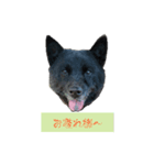 みかんの挨拶（個別スタンプ：16）