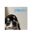ココのリアルスタンプ（個別スタンプ：5）
