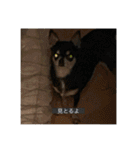 ココのリアルスタンプ（個別スタンプ：10）