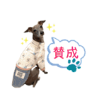 イタグレLIFE3（個別スタンプ：5）