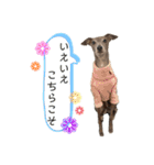 イタグレLIFE3（個別スタンプ：8）