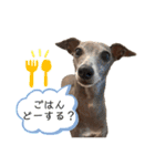 イタグレLIFE3（個別スタンプ：9）
