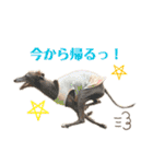 イタグレLIFE3（個別スタンプ：10）