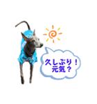 イタグレLIFE3（個別スタンプ：15）