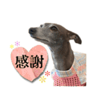 イタグレLIFE3（個別スタンプ：18）