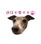 イタグレLIFE3（個別スタンプ：26）