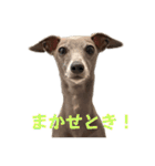 イタグレLIFE3（個別スタンプ：39）