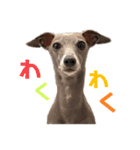 イタグレLIFE3（個別スタンプ：40）