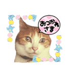 うちのcat’s1（個別スタンプ：1）