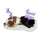うちのcat’s1（個別スタンプ：3）