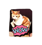 うちのcat’s1（個別スタンプ：4）