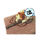 うちのcat’s1（個別スタンプ：5）