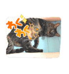 うちのcat’s1（個別スタンプ：6）