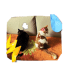 うちのcat’s1（個別スタンプ：7）