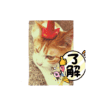うちのcat’s1（個別スタンプ：11）