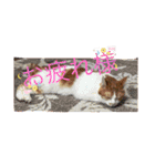 うちのcat’s1（個別スタンプ：19）